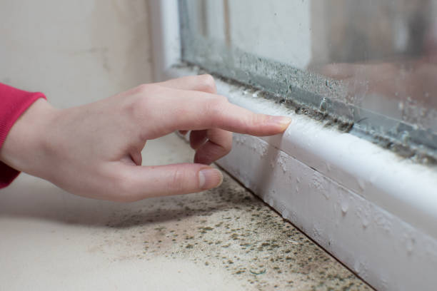 Best Black Mold Removal  in Elk Ridge, UT